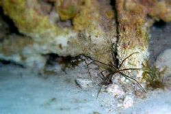 Arrow Crab, taken in Duck Key... just south of Key Largo,... by Matthew Clark 